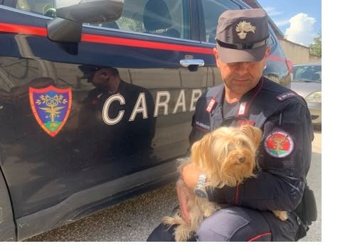 🔍 Svelato commercio irregolare di cuccioli ad Avezzano 2 commercio irregolare di cuccioli